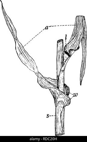 Botany For Agricultural Students Botany 236 Leaves Fig 217 A Portion Of A Corn Plant Showing