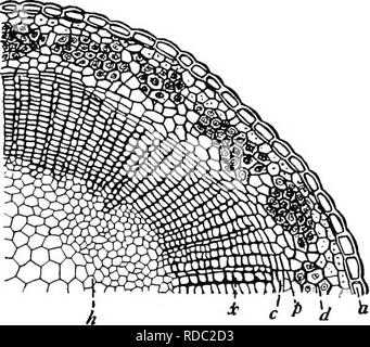 . Botany for agricultural students . Botany. 196 STEMS The vascular ...