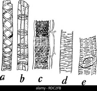. Botany for agricultural students . Botany. Fig. 168. — Lengthwise ...