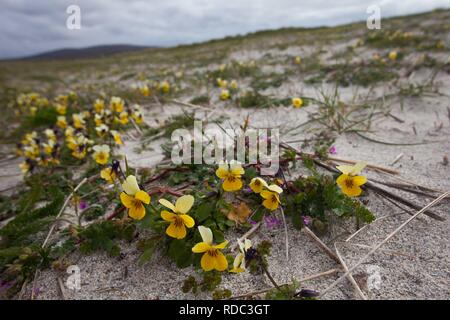 Seaside Pansy (Viola tricolorssb curtisii) growing on cultivated Machir Stock Photo