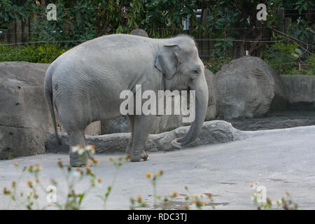 Asian elephant (Elephas maximus) in its enclosure, Taipei Zoo 'Muzha Zoo', Wenshan District, Taipei City, Taiwan Stock Photo