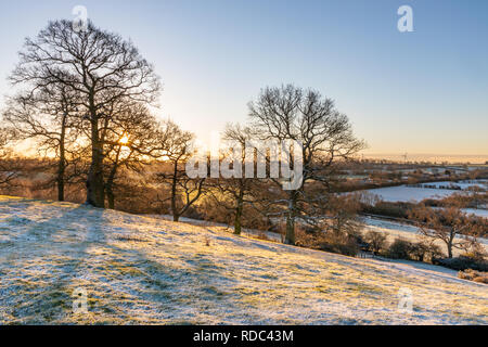 On a hill, the early morning sun shines through the branches of a leafless tree, casting shadows on light snow-covered grass. Stock Photo