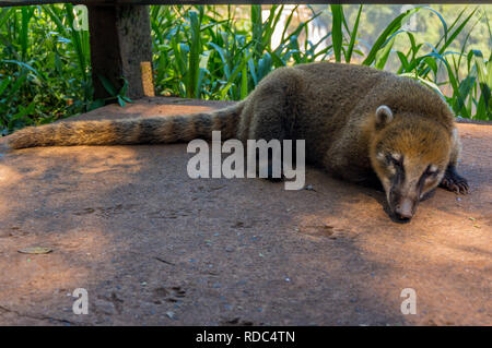 Sleeping South American (Ring-Tailed) Coati (Nasua nasua), Iguazu, Brazil Stock Photo