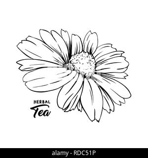 Chamomile hand drawn vector illustration. Floral ink pen engraved sketch. Black and white clipart. Realistic Daisy Flower freehand drawing. Isolated monochrome design element. Sketched outline Stock Vector