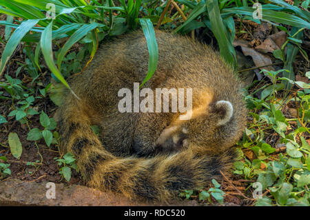 Curled-up South American (Ring-Tailed) Coati (Nasua nasua), Iguazu, Brazil Stock Photo