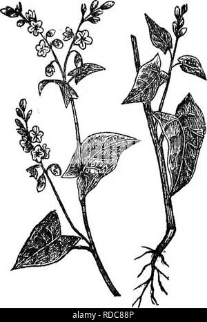 . The grasses of Tennessee; including cereals and forage plants. Grasses; Forage plants; Grain. 330 CEKEALS. CHAPTEE XXII. BTTCKWHEAT—DHOUEO COEN. BUCKWHEAT—(Polygonum fagopyrum.) This is one species of a -weed comprising many varieties. It has al- ternate, entire leaves, having stipules in the form of scarious or membranous sheaths at strongly marked, usually tu- mid joints of the stem; leaves triangu- lar-heart-shaped inclining to halberd- shaped or arrow-shaped on long petioles; sheaths half cylindrical; flowers white, or nearly so, in corymbose panicles; stamens 8, with as many honey-beari Stock Photo