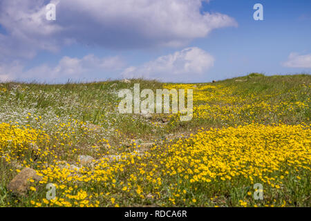 Hiking path overgrown with Goldfields (Lasthenia californica) and Popcorn Flower (Plagiobothrys nothofulvus), California Stock Photo