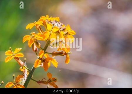 Western wallflower (Erysimum capitatum) blooming in spring, Pinnacles National Park, California Stock Photo