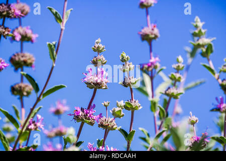 Cleveland sage (Salvia clevelandii) flowers on a blue sky background, California Stock Photo