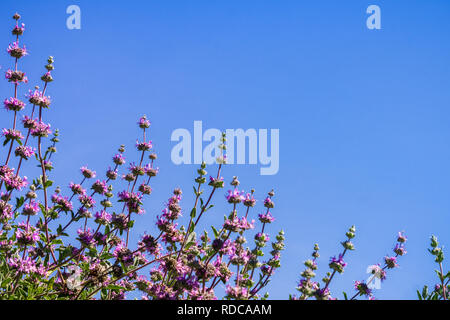 Cleveland sage (Salvia clevelandii) flowers on a blue sky background, California Stock Photo