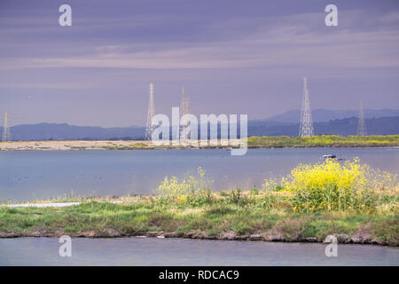 The sun illuminates the wild mustard growing on a levee and the electricity towers on a cloudy and stormy day, Sunnyvale, San Francisco bay area, Cali Stock Photo