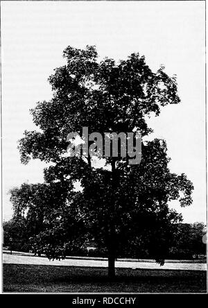. North American trees : being descriptions and illustrations of the trees growing independently of cultivation in North America, north of Mexico and the West Indies . Trees. Shellbark 233. Fig. 190. — Shellbark, New York Botanical Garden.. Please note that these images are extracted from scanned page images that may have been digitally enhanced for readability - coloration and appearance of these illustrations may not perfectly resemble the original work.. Britton, Nathaniel Lord, 1859-1934; Shafer, John Adolph. New York : H. Holt and Co. Stock Photo