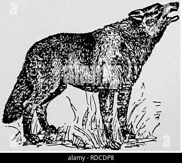 . Extinct Pennsylvania animals. Zoology. INDEX Chapter Pages I. Preface 5- 8 II. The Last Wolf—Who Gets the Credit 9- 18 III. The Last Pack 19-23 I'. Three Kinds of Wolves 23- 31 A'. Description and Habits 32- 42 VI. Former Prevalence 43- 53 'II. The Biggest Wolf 54-57 A'lII. A A^4^ite Wolf in Sugar Valley 58- 60 IX. Cause of Extinction 61- 65 X. Wolf ITunting in Pennsylvania 66- 86 XL Possible Re-Introduction 87-95 XII. Superstitions 96-111 XIIL Bravest of the Brave 112-116 XIV Catching Wolves With Fish Hooks. .117-126 X'. Historical Data 127-128. Please note that these images are extracte Stock Photo