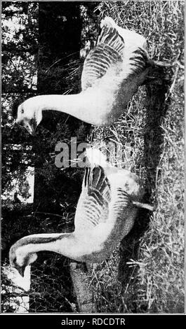 . Principles and practice of poultry culture . Poultry. u o 455. Please note that these images are extracted from scanned page images that may have been digitally enhanced for readability - coloration and appearance of these illustrations may not perfectly resemble the original work.. Robinson, John H. (John Henry), 1863-1935. Boston ; New York : Ginn and Company