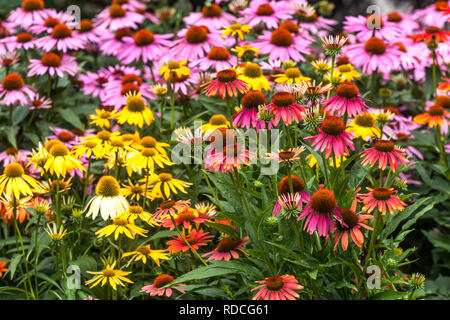 Hardy perennial garden flower border plant, various colors of Echinacea Cheyenne Spirit Stock Photo