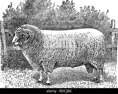 . The successful stockman and manual of husbandry . Livestock; Veterinary medicine. SHKEP HUSBANDRY. 369 years and remained intact. It has many characteristics that are consid- ered valuable. It breeds at an early season and weans its lambs while they are young, and are ready to be served soon after, thus producing two crops of lambs in a year. Many of them produce twins, a Mr. Pit- field, of Bridport, Dorset, England, raised five hundred fift}'^-five lambs in one season from four hundred ewes. They have long, white, broad faces, with a tuft of wool on the fore- head; the nose and lips are bla Stock Photo