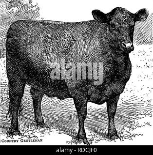 . The successful stockman and manual of husbandry . Livestock; Veterinary medicine. CATTLE. 281 temperament of the short-horns will not so well enable them to range over wide distances to gather their forage. Taken altogether the Here- fords are a good breed of cattle, and will undoubtedly maintain a high position among our bovine varieties.'' Aberdeen-Angus. The native polled cattle of Aberdeen and Angus have early development of rapidly fattening properties. There. Country Gentleman ABERDEEN-ANGUS, BLACK HEIFER, &quot;EMPRESS,&quot; WEIGHT 1600. SWEEPSTAKES AT FAT-STOCK SHOW, BIRMINGHAM, ENG Stock Photo