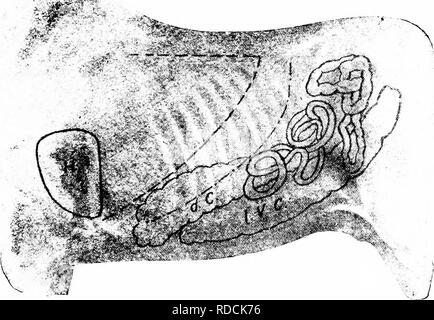 . Clinical diagnostics of the internal diseases of domestic animals. Veterinary medicine; Diagnosis, Veterinary; Veterinary medicine. RESPIRATORY APPARATUS. 125 borders of the lungs which then lie close to the points of insertion of the diaphragm. At the acme of inspiration the rounded, cone- like form of the diaphragm becomes more pointed and its base and apex approach each other, the ribs having been drawn for- ward. By this drawing forward of the ribs the transverse diam- eter of the thorax is increased and the base of the cone-like dia- phragm broadened.. Dorsal and ventral boundaries of t Stock Photo