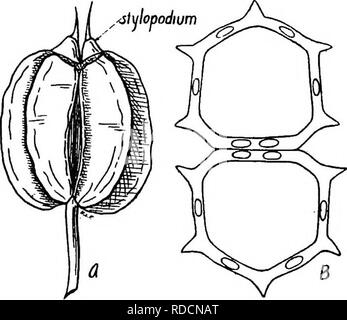 . The botany of crop plants : a text and reference book. Botany, Economic. 538 BOTANY OF CROP PLANTS primary ribs are thread-like, while the lateral ribs are expanded into broad, flat wings, with those of the two mericarps con- tiguous. The oil tubes are solitary in the intervals; there are four on the dorsal side and two to four on the commissural side. The olive-green seeds are flattened dorsally. The seeds are very short-lived. Geographical.'—The wild parsnip, Pastinaca saliva, from which our culti- vated varieties are derived, is a native of Europe. This wild form has be- come naturalized  Stock Photo