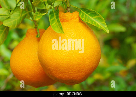Dekopon (Citrus Fruit) Stock Photo