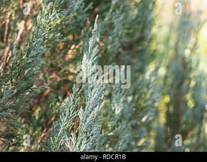 Closeup Blue Lawson Cypress or Chamaecyparis lawsoniana Isolated on Nature Background Stock Photo