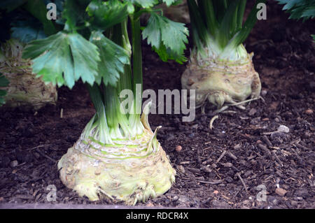 Celeriac Monarch (Apium graveolens) grown in a Raised Bed in the Vegetable Garden at RHS Garden Harlow Carr, Harrogate, Yorkshire. England, UK. Stock Photo