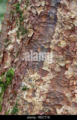 Close up of the bark of Acer Griseum - Paperbark Maple, UK Stock Photo