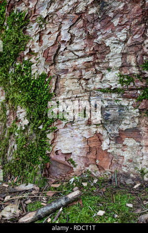 paperbark maple tree problems