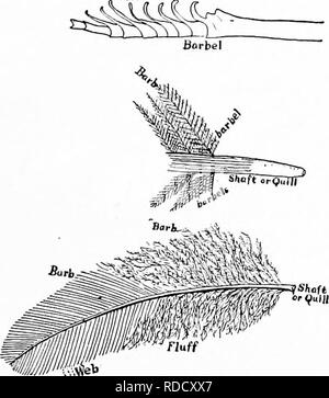 spurv Adelaide skarp Handbook of nature-study for teachers and parents, based on the Cornell  nature-study leaflets. Nature study. Bird Study 27 FEATHERS AS CLOTHING  Teacher's Story HE bird's clothing affords a natural beginning for
