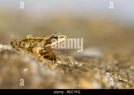 A beautiful close up shot of a common frog, sitting on a rock in the golden sunlight. Stock Photo