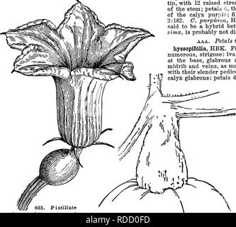 . Cyclopedia of American horticulture, comprising suggestions for cultivation of horticultural plants, descriptions of the species of fruits, vegetables, flowers, and ornamental plants sold in the United States and Canada, together with geographical and biographical sketches. Gardening. 412 CUPHEA CUPHEA toothed, scarlet at the base, yellow towards the top, greenish at the mouth; stamens and filaments red: ovary 2-celIed, many-seeded. Mex. HBK. Nov. Gen.. i. Pistillate flower of Cucurbita maxima Hubbard Sauash (X%). 604. Stem of Cucurbita maxima—Hubbard Squash, Sp. 6, p. 209, t. 551. R.H. 1857 Stock Photo