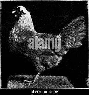 . Principles and practice of poultry culture . Poultry. 53° POULTRY CULTURE. Fig. 563. Single-Combed Buff Leghorn hen; a nice specimen ^ in black fowls and in black plumage in all fowls is often due to poor con- dition when the plumage is growing, — a point to be considered with due allowance when birds are being se- lected for breeders. The fault is most conspicuous and rnost serious when it appears in the flight feathers of the wings. If found here in con- siderable amount in birds of a stock which has been quite free from it, the presumption is always that the bird was a little out of condi Stock Photo
