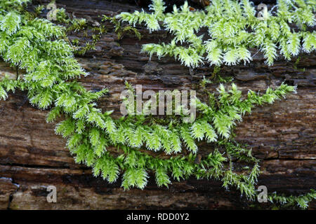 Rough-stalked Feather-moss, Brachythecium rutabulum Stock Photo