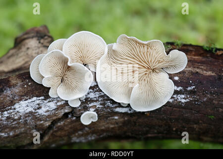 Evasive agaric, Crepidotus sp Stock Photo