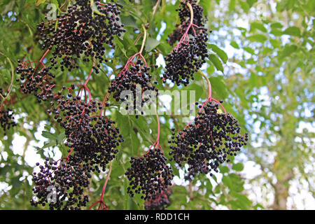 ripe elderberries hanging from a tree on a sunny day Stock Photo