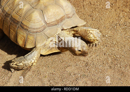 close-up of a tortoise on a sandy ground in sunlight