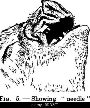 . Pork-production . Swine. 74 Pork Production Needle teeth. By an examination of the mouths of the pigs at this time, it will be found that they are all born with the so-called needle or black teeth. In Fig. 5 is shown their appearance at birth. These teeth are normal, inclined to be flat, but with sharp edges and are generally brown in tinge at the tip. Needle teeth are not a source of trouble to the owner, but to the pig with whom he fights. These are temporary tusks and considerable laceration of the mouth and gums results in the usual course of events. These injuries become infected and a  Stock Photo