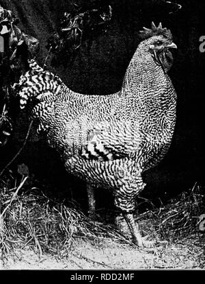 . Principles and practice of poultry culture . Poultry. BARRED PLYMOUTH ROCK COCKEREL, &quot; CRUSADER &quot; Owned by Grove Hill Poultry Yards, Waltham,-Massachusetts (Photograph by Schilling). Please note that these images are extracted from scanned page images that may have been digitally enhanced for readability - coloration and appearance of these illustrations may not perfectly resemble the original work.. Robinson, John H. (John Henry), 1863-1935. Boston ; New York : Ginn and Company