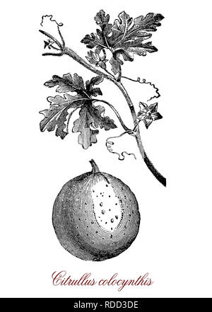 Vintage botanical engraving of Citrullus colocynthis, desert viny plant native to the Mediterranean with small hard fruits of bitter taste. Cultivated for oilseed and biofuel Stock Photo