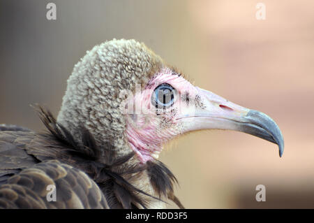 hooded vulture, Kappengeier, Vautour charognard, csuklyás keselyű, Necrosyrtes monachus Stock Photo