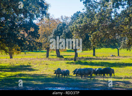 Iberian pigs in a meadow. Los Pedroches valley, Cordoba province, Spain. Stock Photo