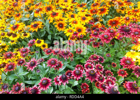 Perennial garden flower border plant Rudbeckia Stock Photo