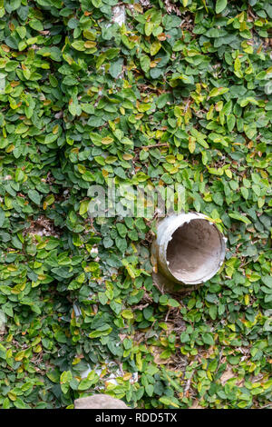 A Close up view of green leafy vines growing on the side of a wall with the plastic water pipe sticking out the side Stock Photo