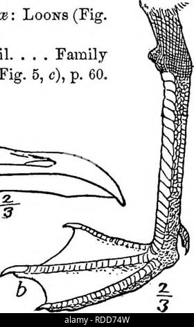 . Handbook of birds of eastern North America : with keys to the species and descriptions of their plumages, nests and eggs, their distribution and migration ... Birds. Order II. Ijongipennes. — Jaeoeks, Gulls, and Terns. Birds with sharply pointed and frequently hooked or hawklike bills; toes four (ex- cept in one genus—Sissa), the front ones webbed; wings long and pointed. 41. Fig 6.. Please note that these images are extracted from scanned page images that may have been digitally enhanced for readability - coloration and appearance of these illustrations may not perfectly resemble the origin Stock Photo