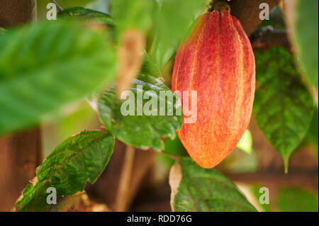 One ready to ripe cacao pod fruit close up view Stock Photo