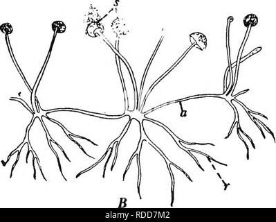 . Botany for agricultural students . Botany. 362 THALLOPHYTES there is abundant conjugation and formation of zygospores. In many laboratories the spores of both strains are kept in stock, and conjugation is obtained whenever desired by using spores of both strains in growing the cultures. Another Mold of this order is Pilobolus, commonly called Squirting Fungus on account of the way it throws its sporangia.. Fig. 313. — Bread Mold, Rhizopus nigricans. A, piece of bread on which there is a growth of Mold (X i)- B, plant body of Bread Mold, showing the hyphae (r) which penetrate the bread, the h Stock Photo