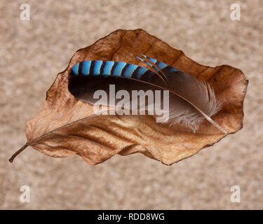 Jay feather on beech leaf Stock Photo