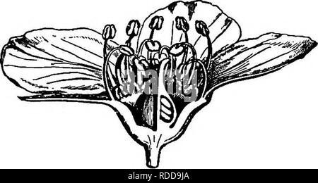. Lessons in botany. Botany. CHAPTER XLIV. DICOTYLEDONS (Continued). Order RosiflorjE. 426. Lesson XI.—The rose-like flowers are an interesting and important group. In all the members the receptacle (the end of the stem which bears the parts of the flower) is an im- portant part of the flower. It is most often widened, and either cup-shaped or urn-shaped, or the centre is elevated. The carpels are borne in the centre in the depression, or on the elevated central part where the receptacle takes on this form. The calyx, corolla, and the stamens are usually borne on the margin of the widened rece Stock Photo