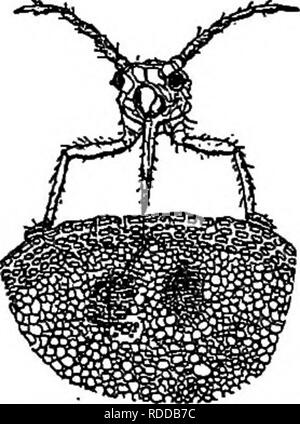 . Farm friends and farm foes : a text-book of agricultural science . Agricultural pests; Beneficial insects; Insect pests. CHAPTER XII Insecticides and their Application It is well known that there are two principal ways in which plant-feeding insects get their food. Some insects bite or chew the parts of the plants upon which they feed, while others are provided with a hollow beak that they push into the tissues of the plant to suck the sap. All the leaf-eating caterpillars are examples of the biting insects, while the plant lice, squash bug, and many related species are examples of the sucki Stock Photo