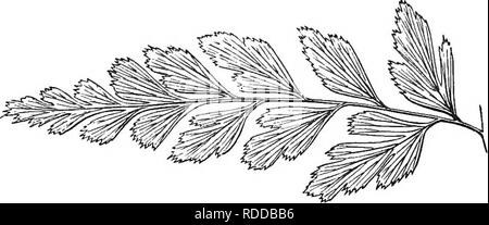 . A natural history of new and rare ferns : containing species and varieties, none of which are included in any of the eight volumes of &quot;Ferns, British and exotic&quot;, amongst which are the new hymenophyllums and Trichomanes . Ferns. Barren pinna. ANEMIA ADIANTIFOLIA. SWARTZ. MOOUE. WiLLDENOW. SPRENGEL. DeSVAUX. KuNZE. Presl. Klotzsch, {not of Schlechtendal.) PLATE XXXII. Anemia cicuiaria, &quot; caruifoUa, &quot; asplenifolia, Osmunda adiantifolia, &quot; asplenifolia, Anemirliiza adiantifolia, Ornitlwpteris adiantifolia. Anemia adiantifolia, var. caruifoUa, &quot; &quot; var. asplenif Stock Photo